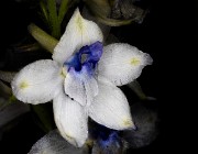 Delphinium Leucophaeum - Pale Larkspur 19-3308